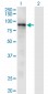 RASA3 Antibody (monoclonal) (M01)