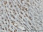 RASEF Antibody (monoclonal) (M01)