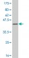 RASEF Antibody (monoclonal) (M01)