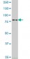 RASEF Antibody (monoclonal) (M01)