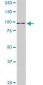 RASEF Antibody (monoclonal) (M02)