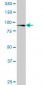 RASEF Antibody (monoclonal) (M02)