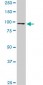 RASEF Antibody (monoclonal) (M02)