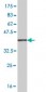 RASGRP2 Antibody (monoclonal) (M09)