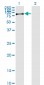 RASGRP2 Antibody (monoclonal) (M09)