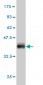 RASSF8 Antibody (monoclonal) (M01)