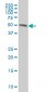 RASSF8 Antibody (monoclonal) (M01)