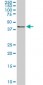 RASSF8 Antibody (monoclonal) (M01)