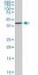 RASSF8 Antibody (monoclonal) (M01)