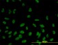 RASSF8 Antibody (monoclonal) (M01)