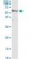 RASSF8 Antibody (monoclonal) (M01)