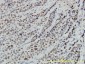 RBBP4 Antibody (monoclonal) (M01)