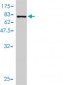 RBBP4 Antibody (monoclonal) (M01)