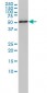 RBBP4 Antibody (monoclonal) (M01)