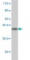 RBBP4 Antibody (monoclonal) (M02)