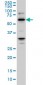 RBBP4 Antibody (monoclonal) (M02)