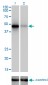 RBM9 Antibody (monoclonal) (M01)
