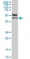 RBM9 Antibody (monoclonal) (M02)