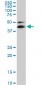 RBM9 Antibody (monoclonal) (M02)