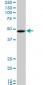 RBMS1 Antibody (monoclonal) (M02)