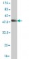 RBP4 Antibody (monoclonal) (M05)