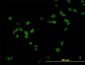 RCC1 Antibody (monoclonal) (M01)