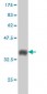 RCC1 Antibody (monoclonal) (M01)