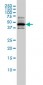 RCC1 Antibody (monoclonal) (M01)