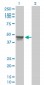 RCC1 Antibody (monoclonal) (M01)