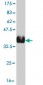 RCV1 Antibody (monoclonal) (M05)