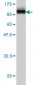 RDX Antibody (monoclonal) (M06)