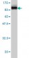 RDX Antibody (monoclonal) (M06)