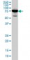 RDX Antibody (monoclonal) (M06)