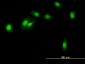 REC14 Antibody (monoclonal) (M01)