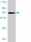 REC14 Antibody (monoclonal) (M01)