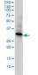 REC14 Antibody (monoclonal) (M01)