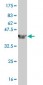 RELA Antibody (monoclonal) (M01)