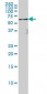 RELA Antibody (monoclonal) (M01)