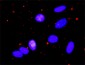 RELA Antibody (monoclonal) (M01)