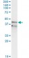 RFC3 Antibody (monoclonal) (M01)