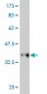 RFC3 Antibody (monoclonal) (M01)