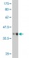 RFC3 Antibody (monoclonal) (M01)