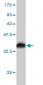RFFL Antibody (monoclonal) (M01)