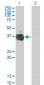 RFFL Antibody (monoclonal) (M01)