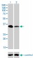 RFFL Antibody (monoclonal) (M01)