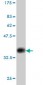RFWD2 Antibody (monoclonal) (M01)