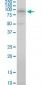 RFWD2 Antibody (monoclonal) (M01)