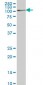 RFWD2 Antibody (monoclonal) (M01)