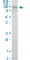 RFWD2 Antibody (monoclonal) (M01)