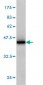 RGL1 Antibody (monoclonal) (M01)